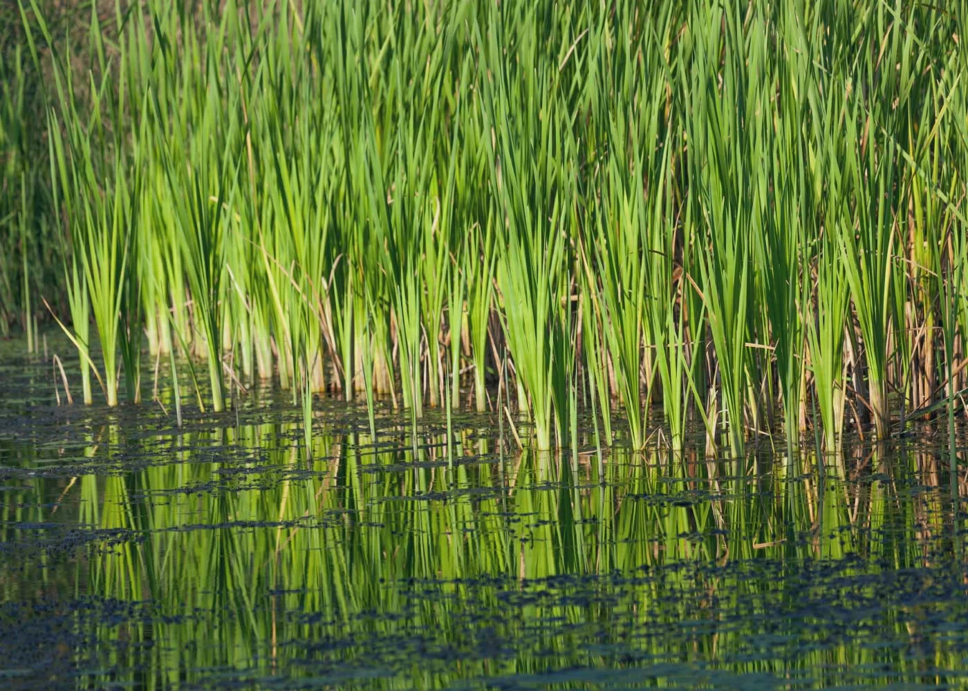 Watercourse + Pond Infrastructure image